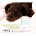 Dogease ~ Michael Maxwell ~ Instructional ~ CD ~ Good